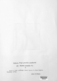 Puccinia graminis image